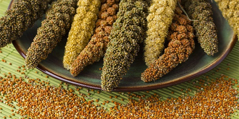 Millets: Rediscovering ancient grains for a sustainable and nutritious future